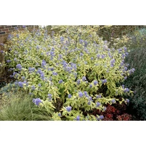 Caryopteris x clandonensis 'Summer Sorbet' - Sárga-tarka levelű kékszakáll K2 40 