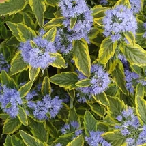 Caryopteris x clandonensis 'Summer Sorbet' - Sárga-tarka levelű kékszakáll K2L 40/60
