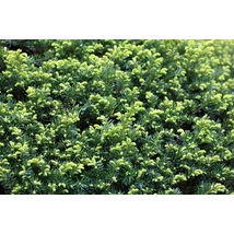 Taxus baccata 'Sövény' - Sövény tiszafa 60/80 FL