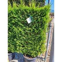 x Cupressocyparis leylandii 'Gold Rider' - Arany leylandi ciprus Növényfal C35 120x70