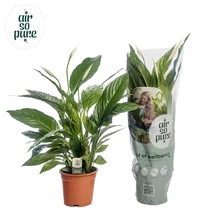 Spathiphyllum-vivaldi-asp - Vitorlavirág EXTRA P17