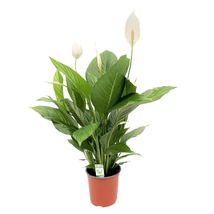 Spathiphyllum wallisii - Vitorlavirág lauretta CS24