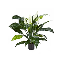 Spathiphyllum wallisii - Vitorlavirág Sweet Chico CS12