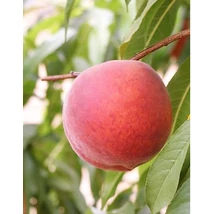 Gyümölcsfa Springbelle - Őszibarackfa  K10 