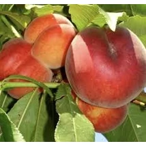 Prunus persica Springtime - Őszibarack fa K10