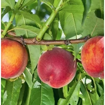 Gyümölcsfa Springcrest őszibarack K5