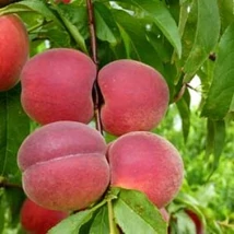 Gyümölcsfa Spring lady - Őszibarackfa  K5