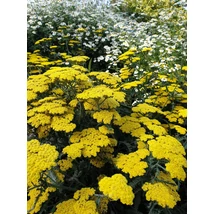 Achillea Moonshine - Cickafark CS14