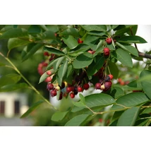 Amelanchier alnifolia 'Obelisk' - Oszlopos fanyarka fa (mézalmácska) 120-140