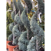 Cupressus arizonica 'Fastigiata'- Arizoniai ciprus Spirál 140/160 C25L