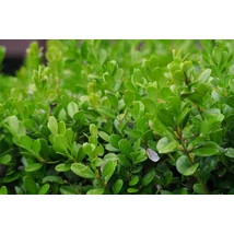 Buxus microphylla 'Faulkner' - Örökzöld puszpáng K2 20/30