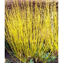Cornus stolonifera 'Flaviramea' - Sárgavesszejű som K20 60/80 EXTRA