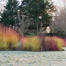 Cornus - Som mix 