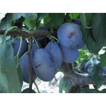 Prunus domestica Stanley -  Szilva K5