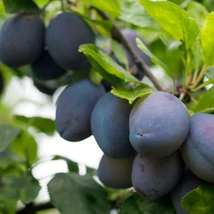 Gyümölcsfa Stanley szilva - K10