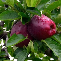 Gyümölcsfa Starking alma K9,5 200/250