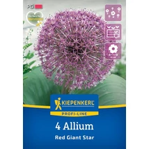 Kiepenkerl Allium Red Giant Star díszhagyma virághagymák 4db