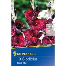 Kiepenkerl Kardvirág gumó Black Star 8db/cs