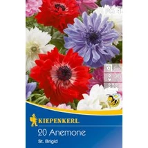 Kiepenkerl Anemone coronaria St Brigid mix szellőrózsa virághagymák 15db