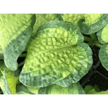 Hosta Brother Stefan- Árnyékliliom CS14