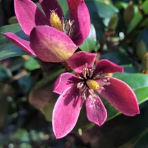 Magnolia grandiflora ‘Stellar Ruby’ – Örökzöld liliomfa K5 