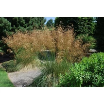 Stipa gigantea – óriás árvalányhaj CS14