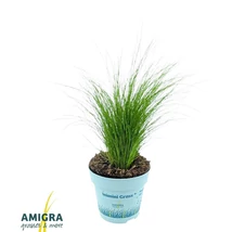 Stipa tenuissima 'Ponytails' - Mexikói árvalányhaj díszfű P10.5