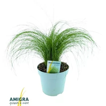 Stipa tenuissima 'Ponytails' - Mexikói árvalányhaj díszfű EXTRA P17