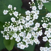 Spiraea 'Summersnow' – Gyöngyvessző K3L 40/60