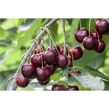 Prunus avium Sunbrust - Cseresznye K10