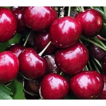 Gyümölcsfa Sunburst Cseresznye K5