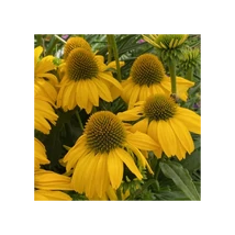 Echinacea - Kasvirág SunSeekers Citrus D14