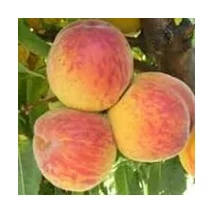 Gyümölcsfa 'Suncrest' 1/2 törzses K10 - Őszibarackfa