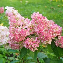 Hydrangea paniculata 'Queen Mini Bella' – Bugás hortenzia K2 20-40