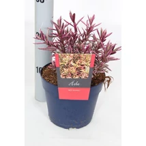Hebe Red Sunset Veronikacserje P17  K2L