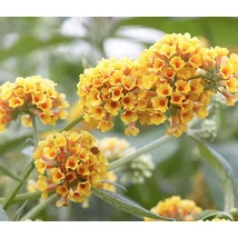 Buddleia × weyeriana 'Sungold' - Sárga nyáriorgona 20-60