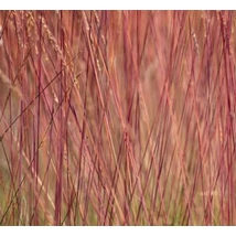 Festuca Sunrise - Csenkesz cs14
