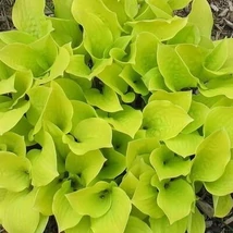 Hosta ‘Sunny Halcyon’ – árnyékliliom Cs14