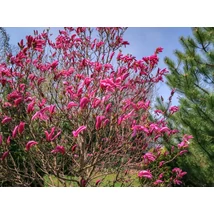 Magnolia susan bush - Rózsaszín magnólia CLT 110-130 H 200/250