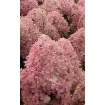 Hydrangea paniculata 'Magical Sweet Summer'/'Bokrathirteen' - Bugás hortenzia 10-20 K2