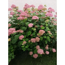 Hydrangea arborescens 'Sweet Annabelle' - Cserjés hortenzia  20-40 C5