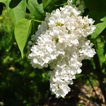 Syringa vulgaris 'Mme Florent Stephan' – Orgona (fehér) K5L 40/60