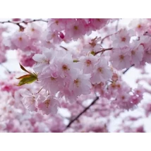 Prunus sargentii Accolade- Szahalini cseresznye K18 6/8 T220