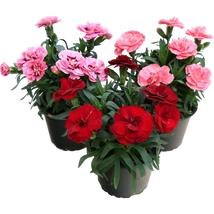 Dianthus Extra - Évelő szegfű Extra D10/12