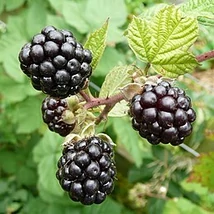 Rubus fruticosus Dirksen Thornless - Tüskétlen fekete szeder K2 40/50