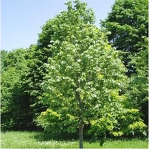 Tilia argentea Szeleste - Ezüst hárs K15/18 6/8