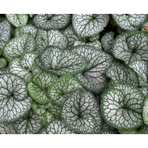 Brunnera macrophylla 'Jack of Diamonds' -  Kaukázusi nefelejcs CS14
