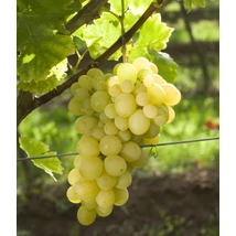 Vitis vinifera - szőlő Szőlőskertek királynője K2 30/50