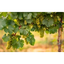 Szőlővessző oltvány Királyleányka