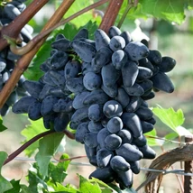 Vitis vinifera - szőlő Souvenir K2 30/50